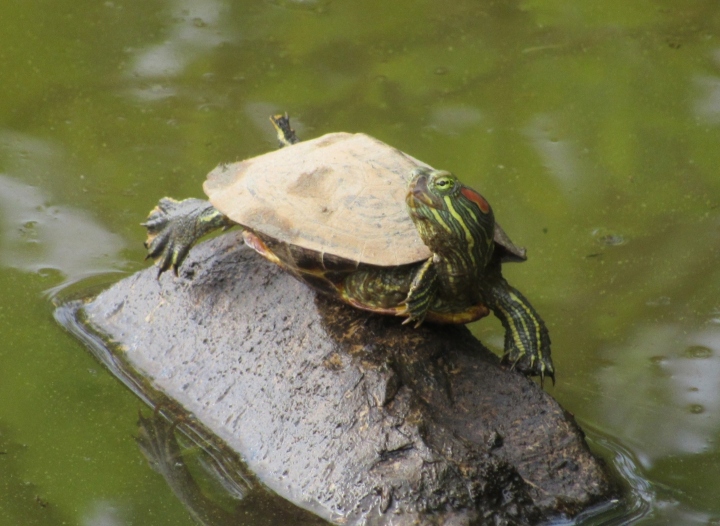 Red-eared Slider